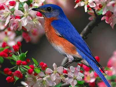Beautiful Bird Desktop Wallpaper