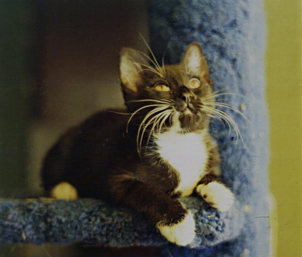 Cat Orly