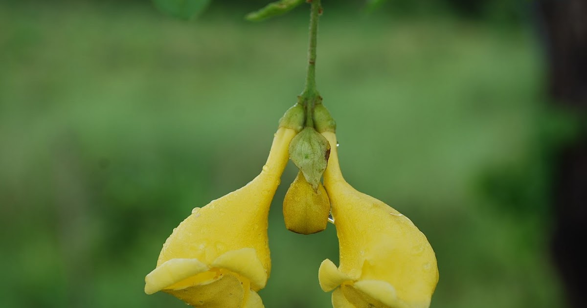 Gardencore More FlowerNose, and New Garden Inhabitants