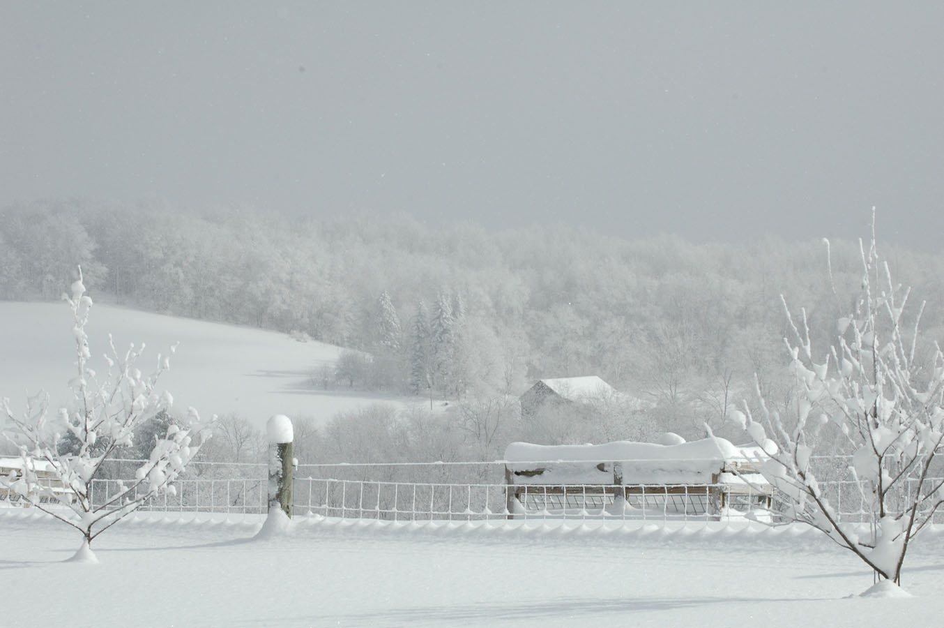 [snow+feeder+011010.jpg]