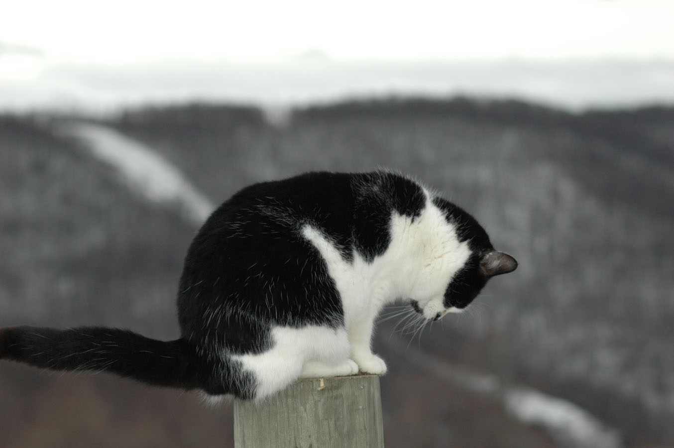[davita+fence+sitter+a+012410.jpg]
