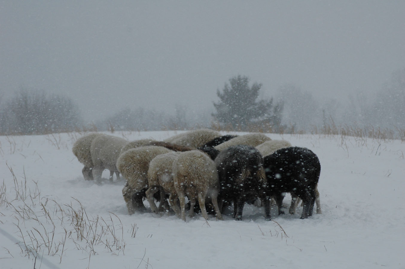 [snow+lambs+feeding+13010.jpg]