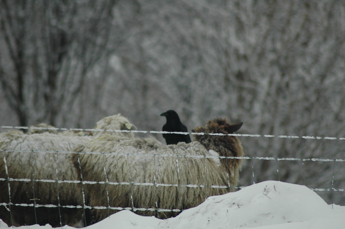 [crow+and+sheep+21410.jpg]