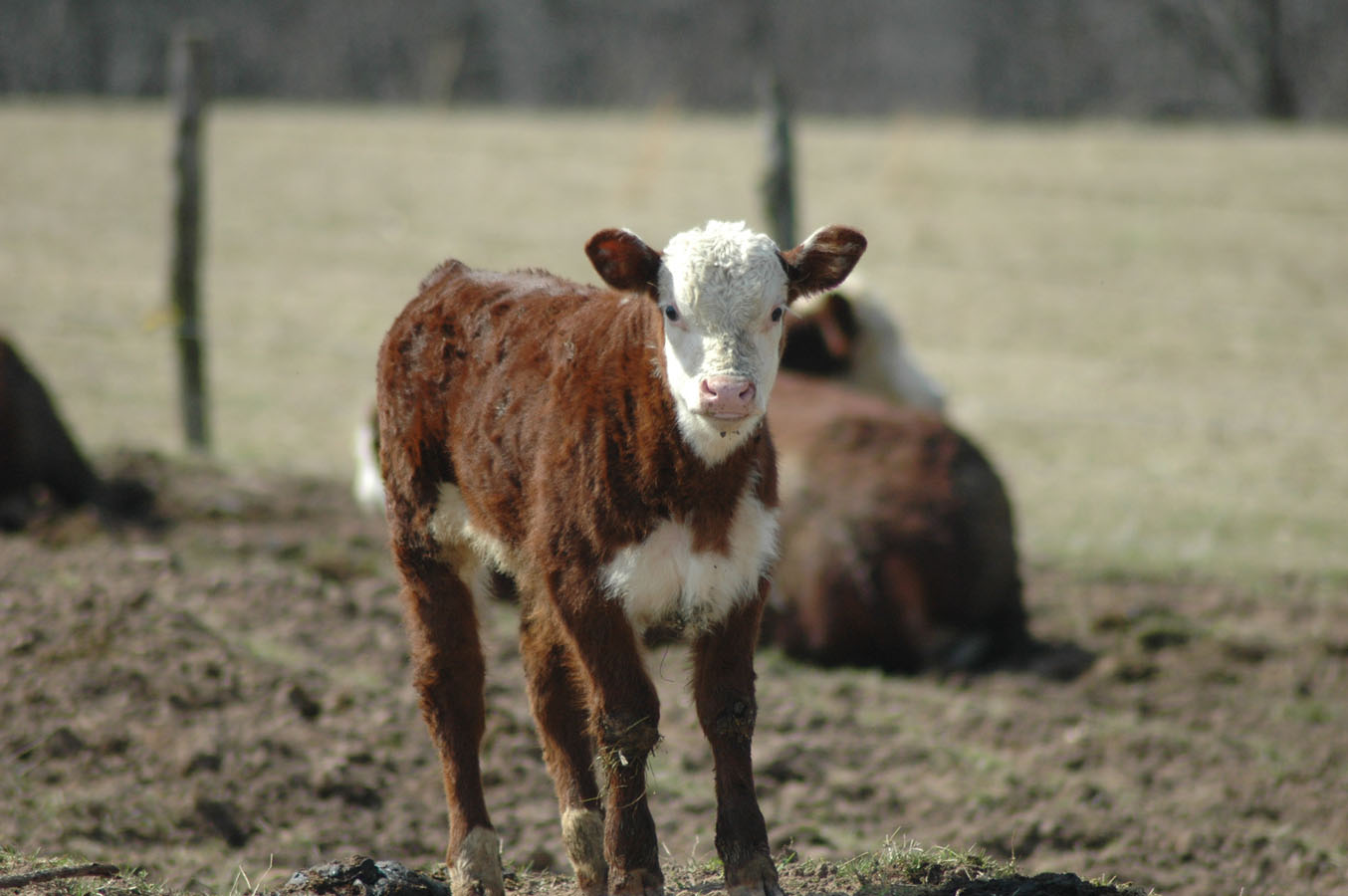 [calf+rogers+a+32110.jpg]