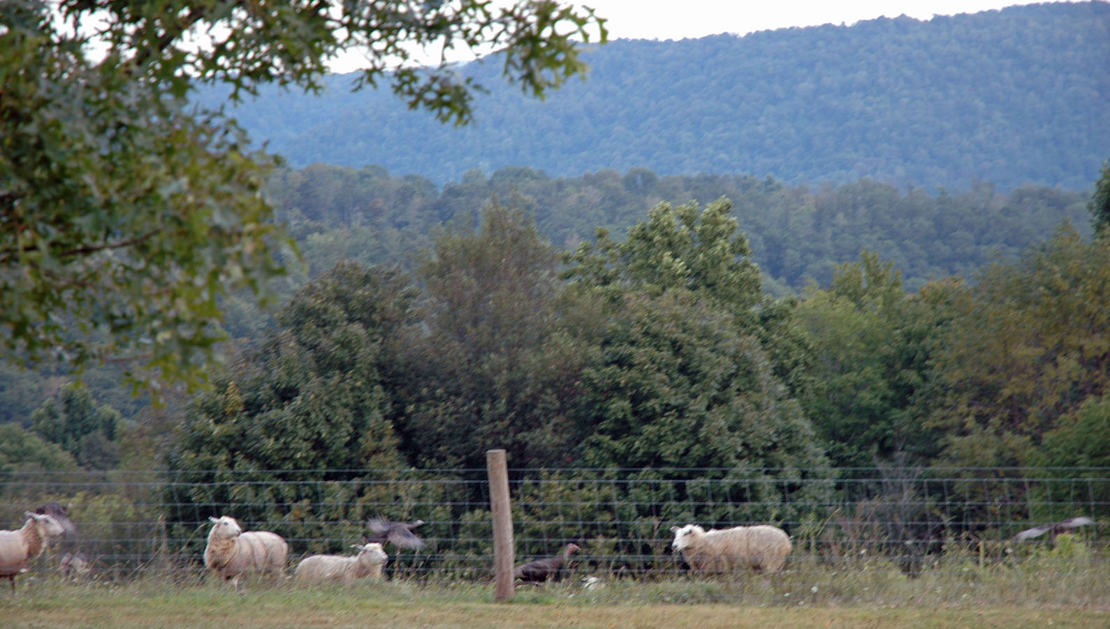 [pasture+visitors+a+091508.jpg]