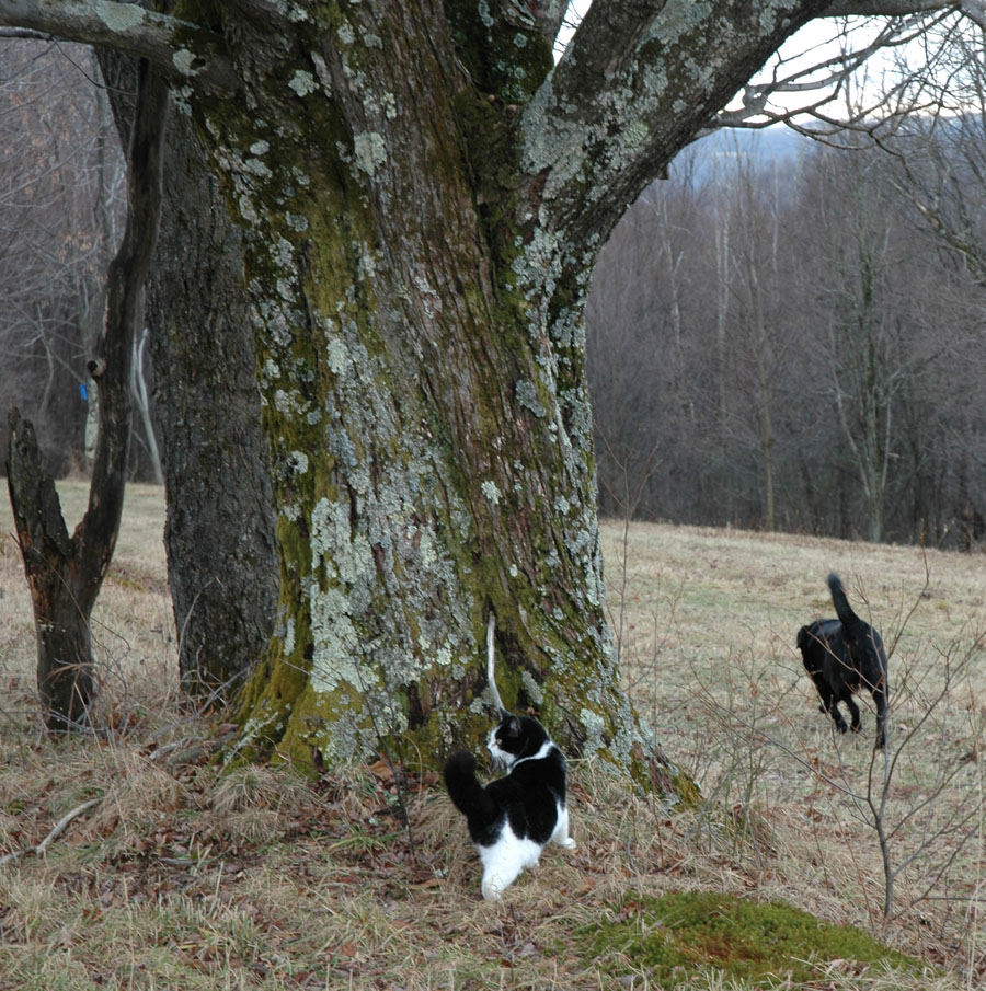 [dec+walk+raven+davita.jpg]