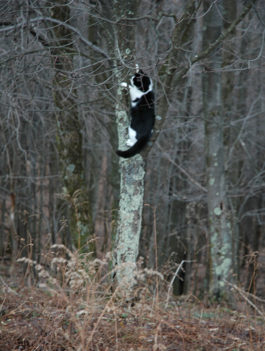 [dec+walk+davita+tree.jpg]