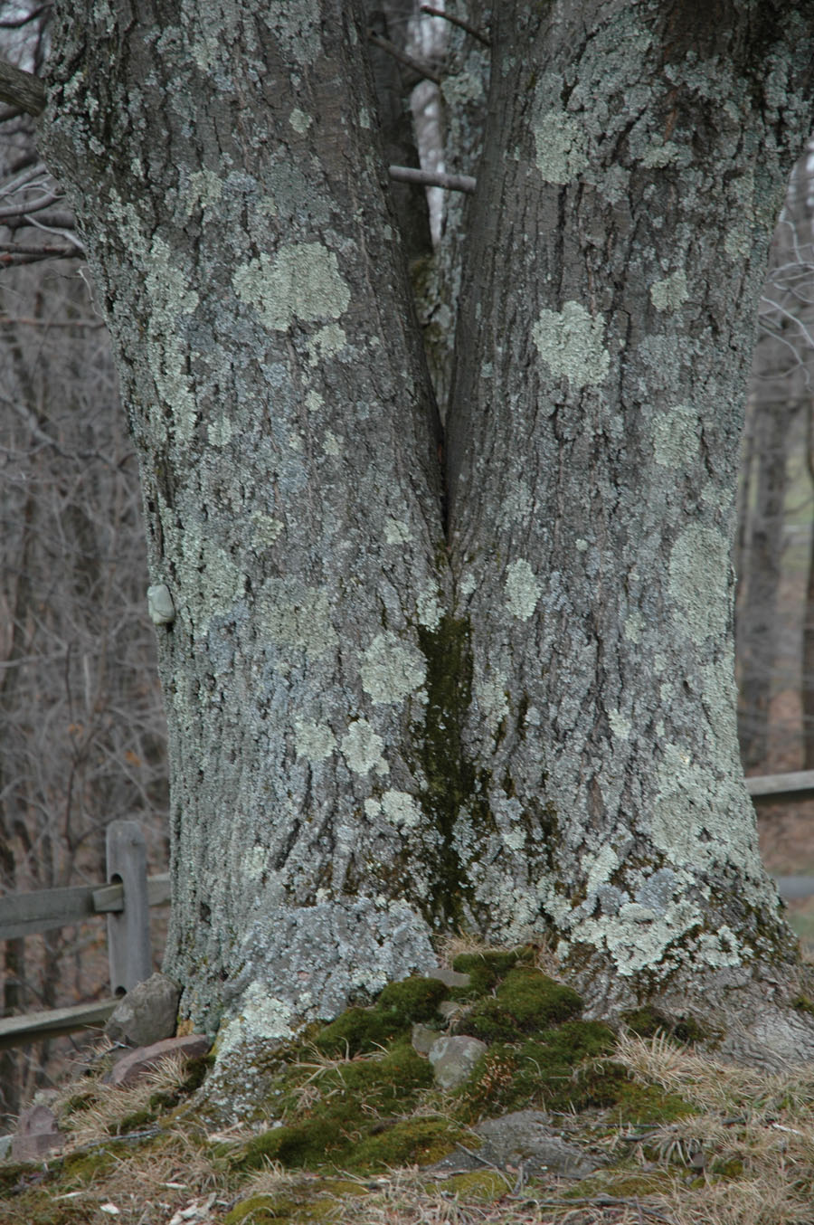 [dec+walk+fairy+door+tree.jpg]