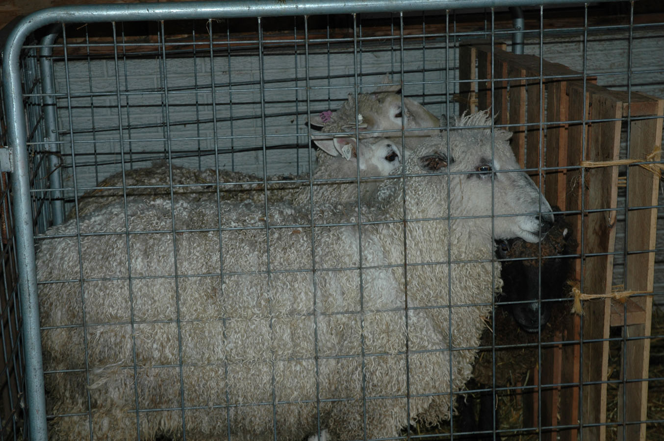 [ram+cram+011109.jpg]