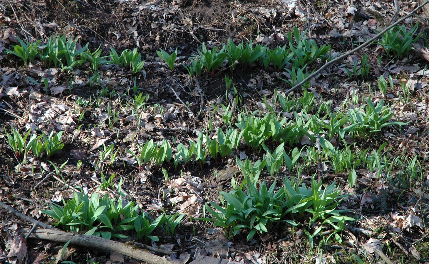 [spring+walk+ramp+hill+0409.jpg]