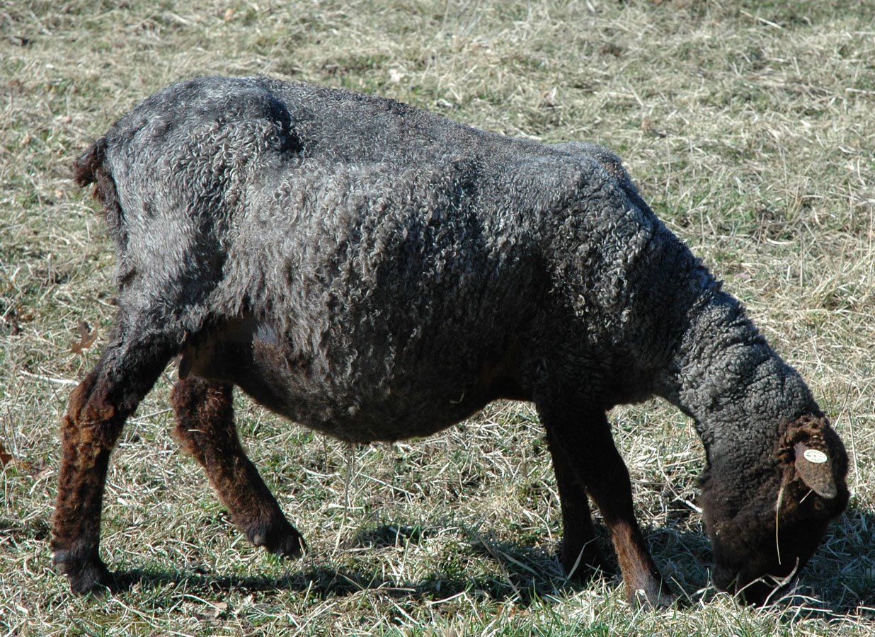 [41+before+lambing+apr+09.jpg]