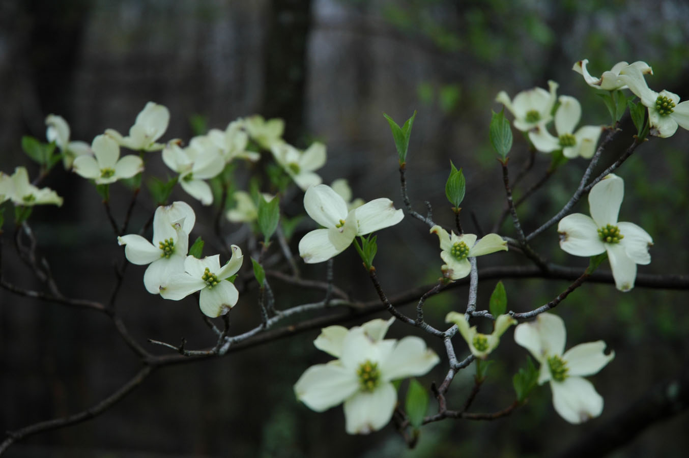 [dogwood+glimpse+050209+c.jpg]
