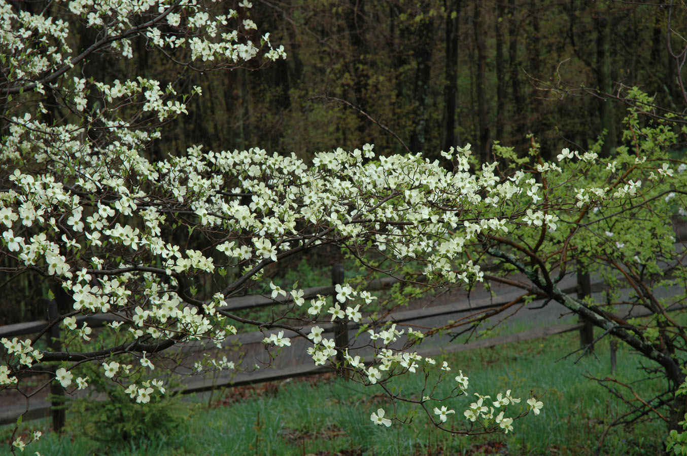 [dogwood+glimpse+050209+b.jpg]
