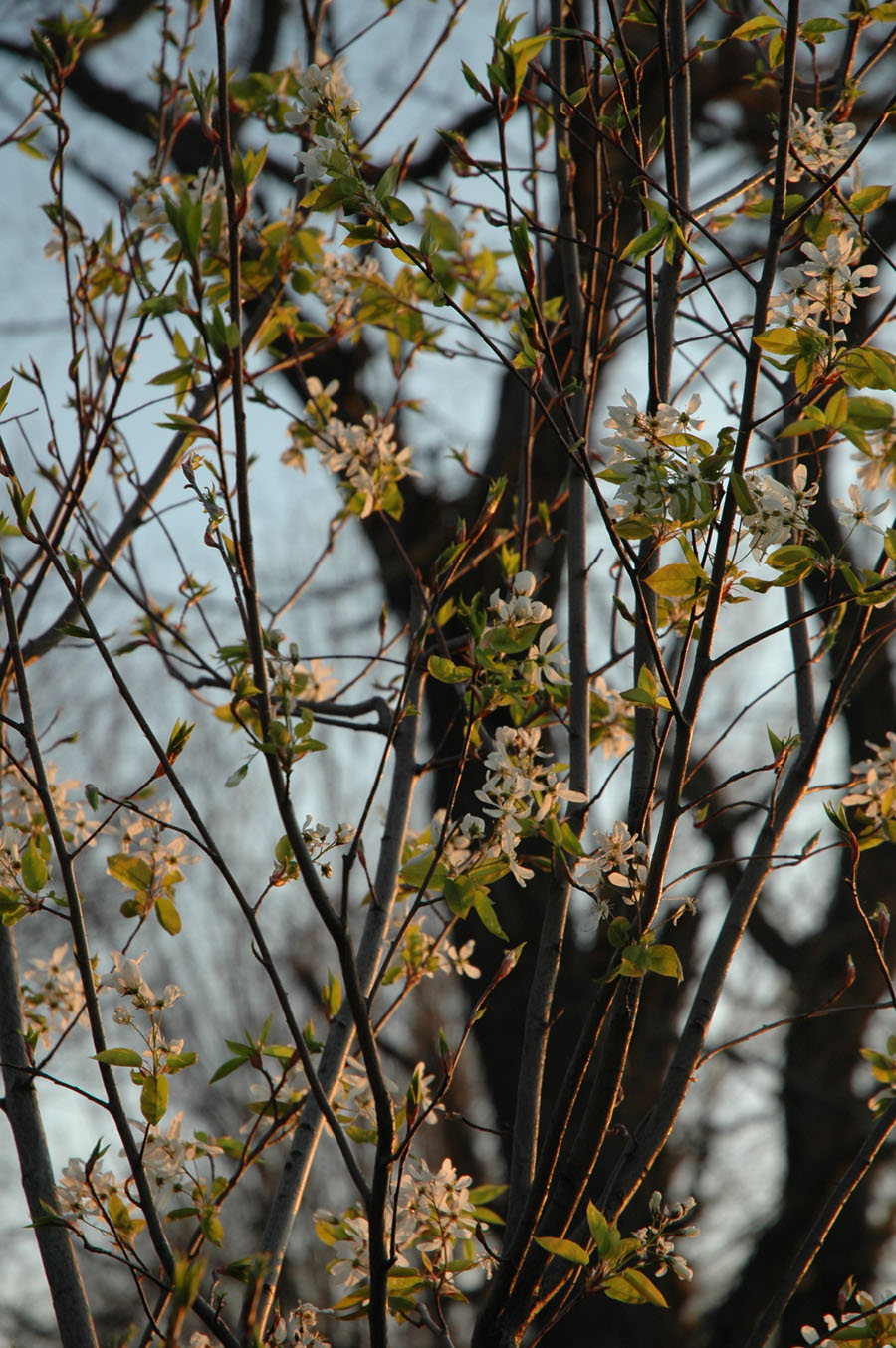 [sarvis+blossoms+42809.jpg]