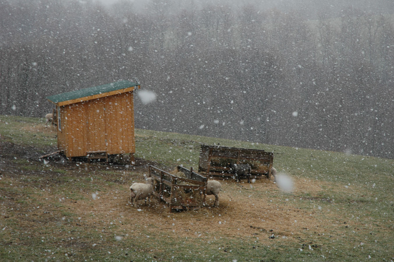[snowing+042209.jpg]