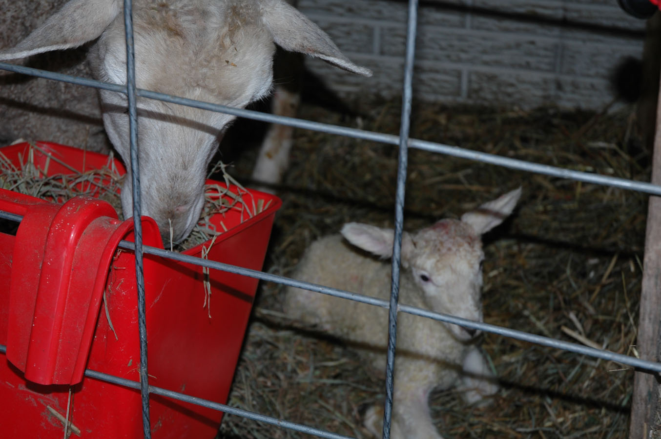 [abbey+and+920+ewe+lamb.jpg]