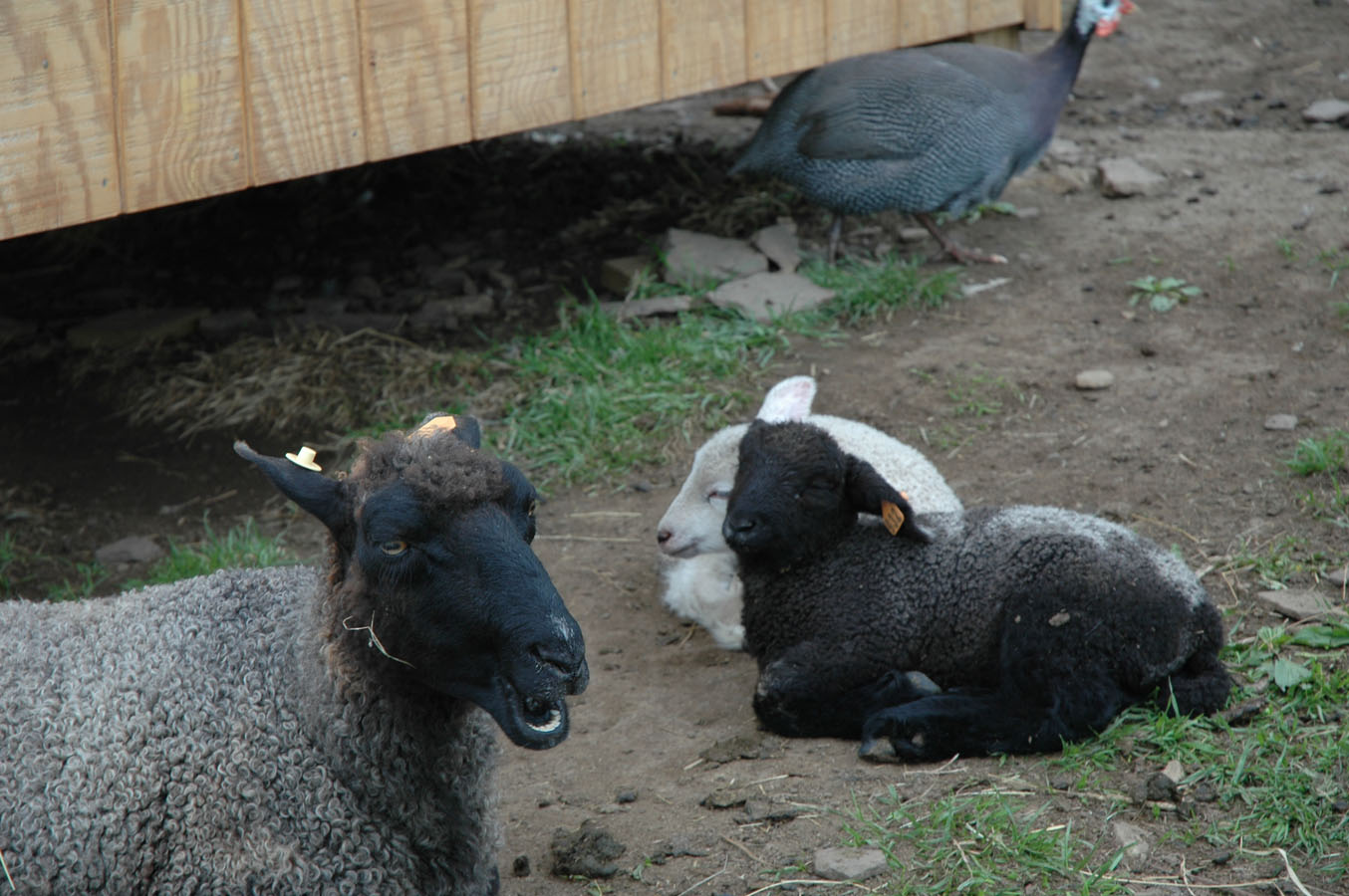 [40+ewe+and+ram+lamb+051109.jpg]