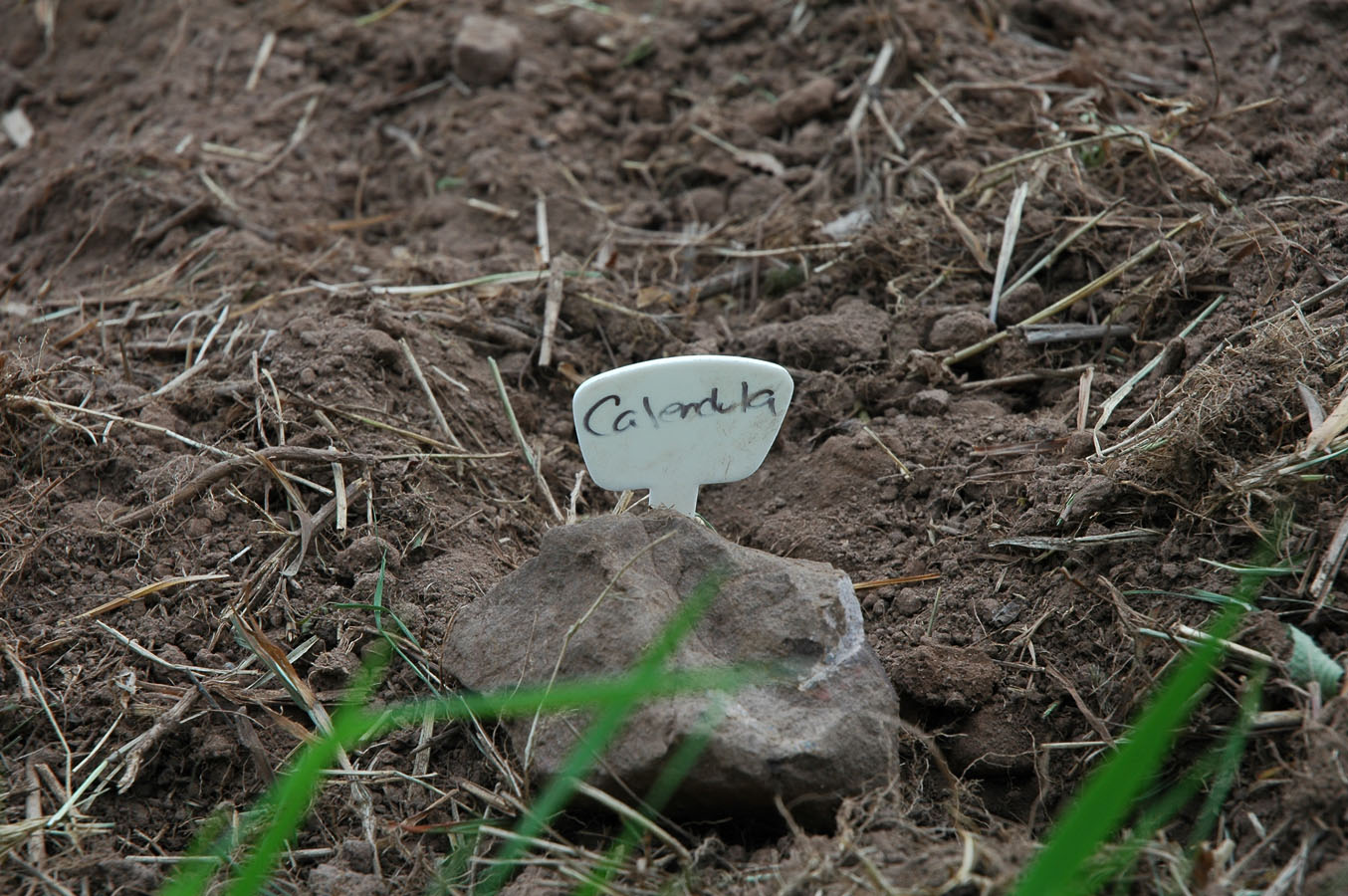 [spring+planting+a+09.jpg]