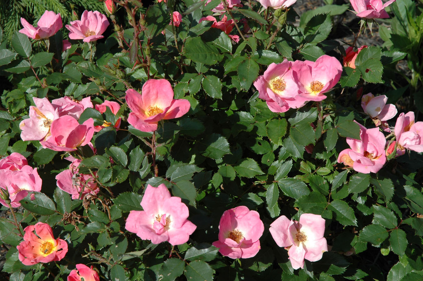 [roses+d+0609.jpg]