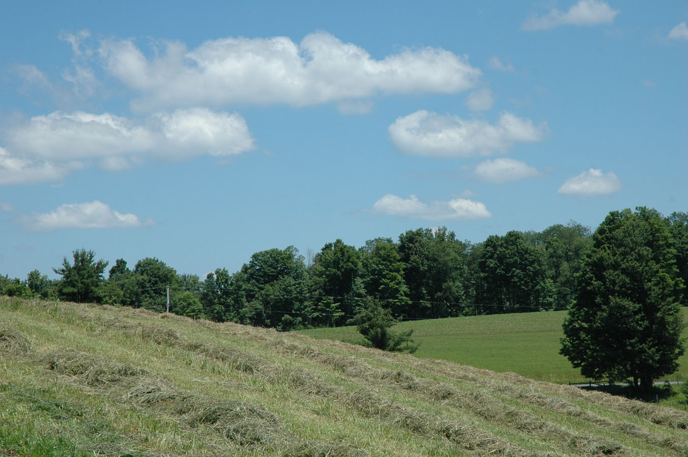 [hay+rows+0609.jpg]