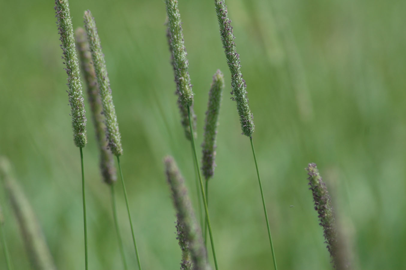 [hay+closeup+071409.jpg]