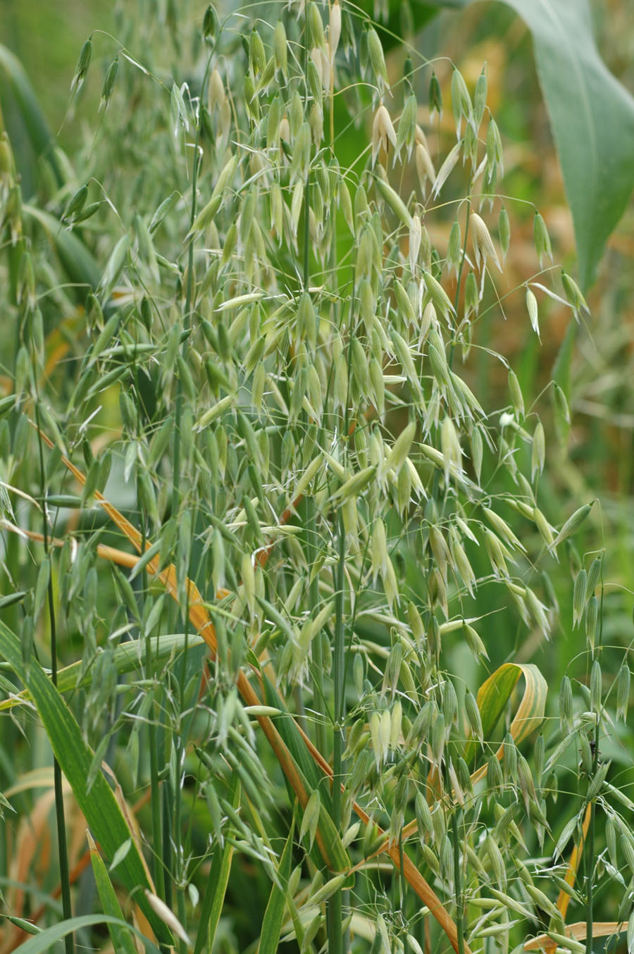 [compost+oats+0709.jpg]