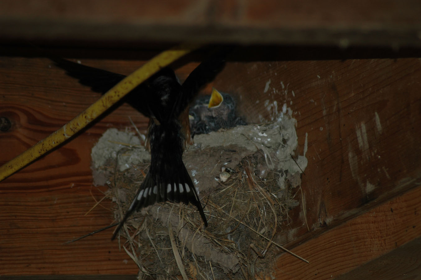 [birdwatching+d+71109.jpg]