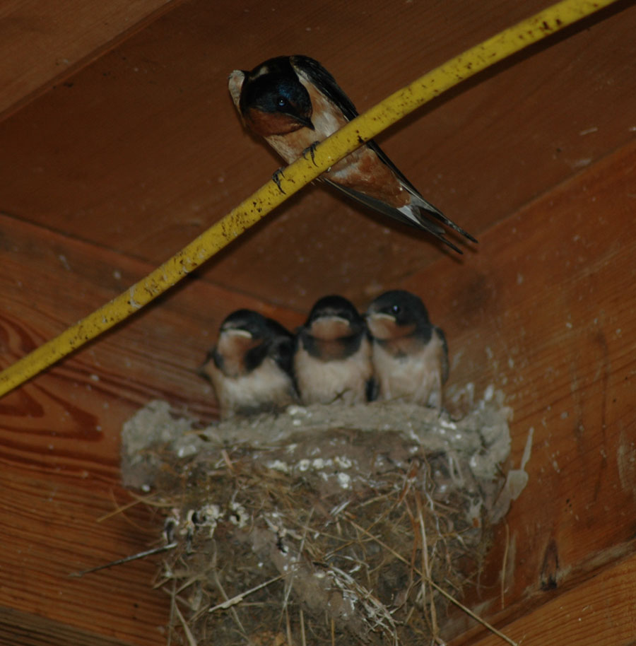 [birdwatching+a+71909.jpg]