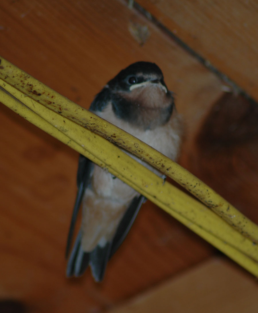 [birdwatching+c+71909.jpg]