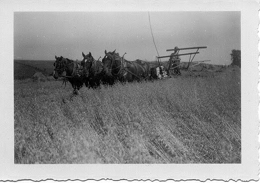 [harvest+copy.jpg]