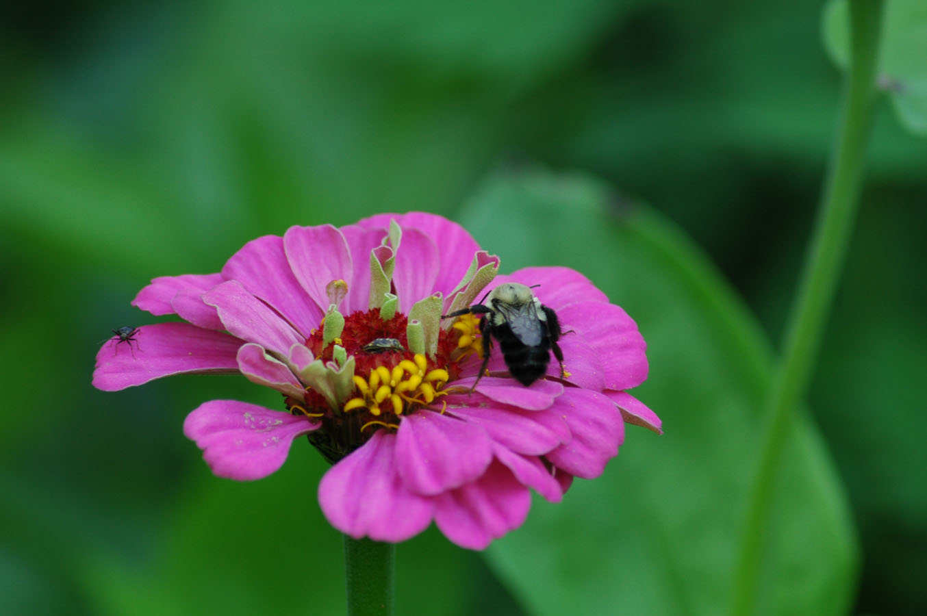 [zinnia+and+bee+82209.jpg]