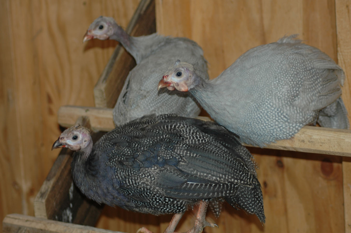 [guineas+jv+c+82209.jpg]