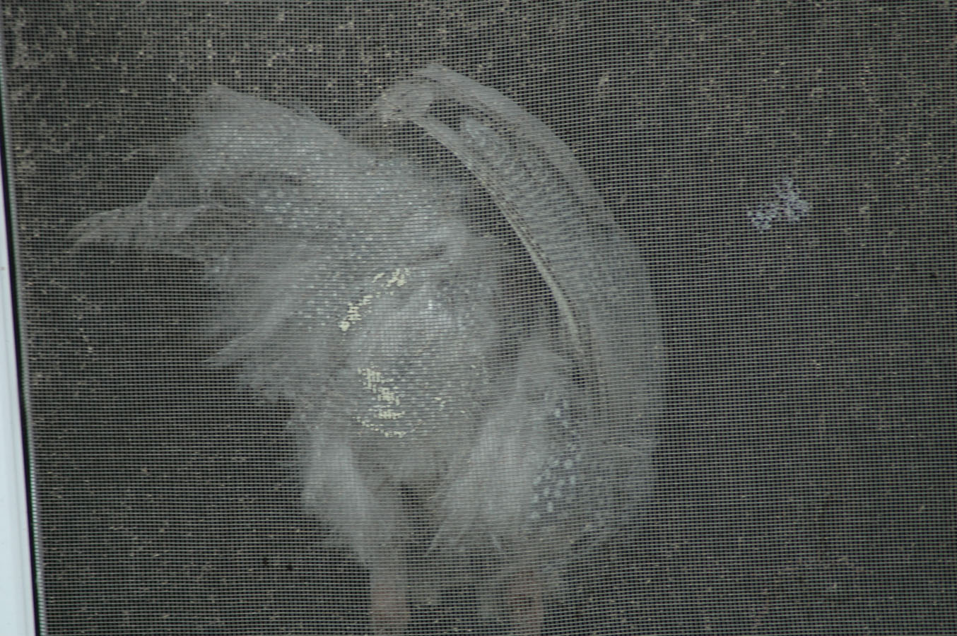 [guineas+jv+82209.jpg]