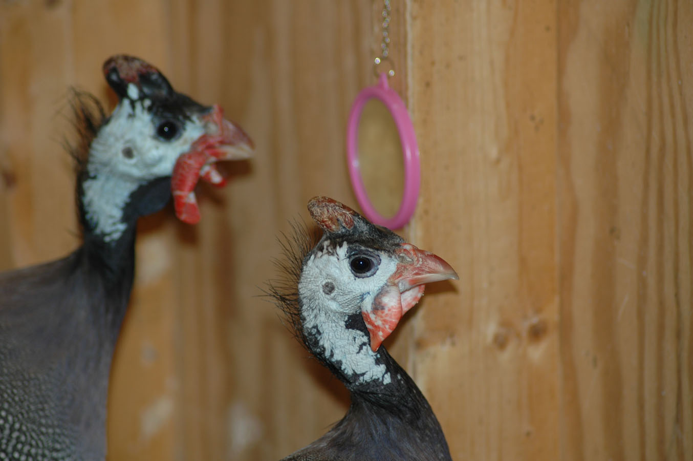 [guineas+mirror+82209.jpg]