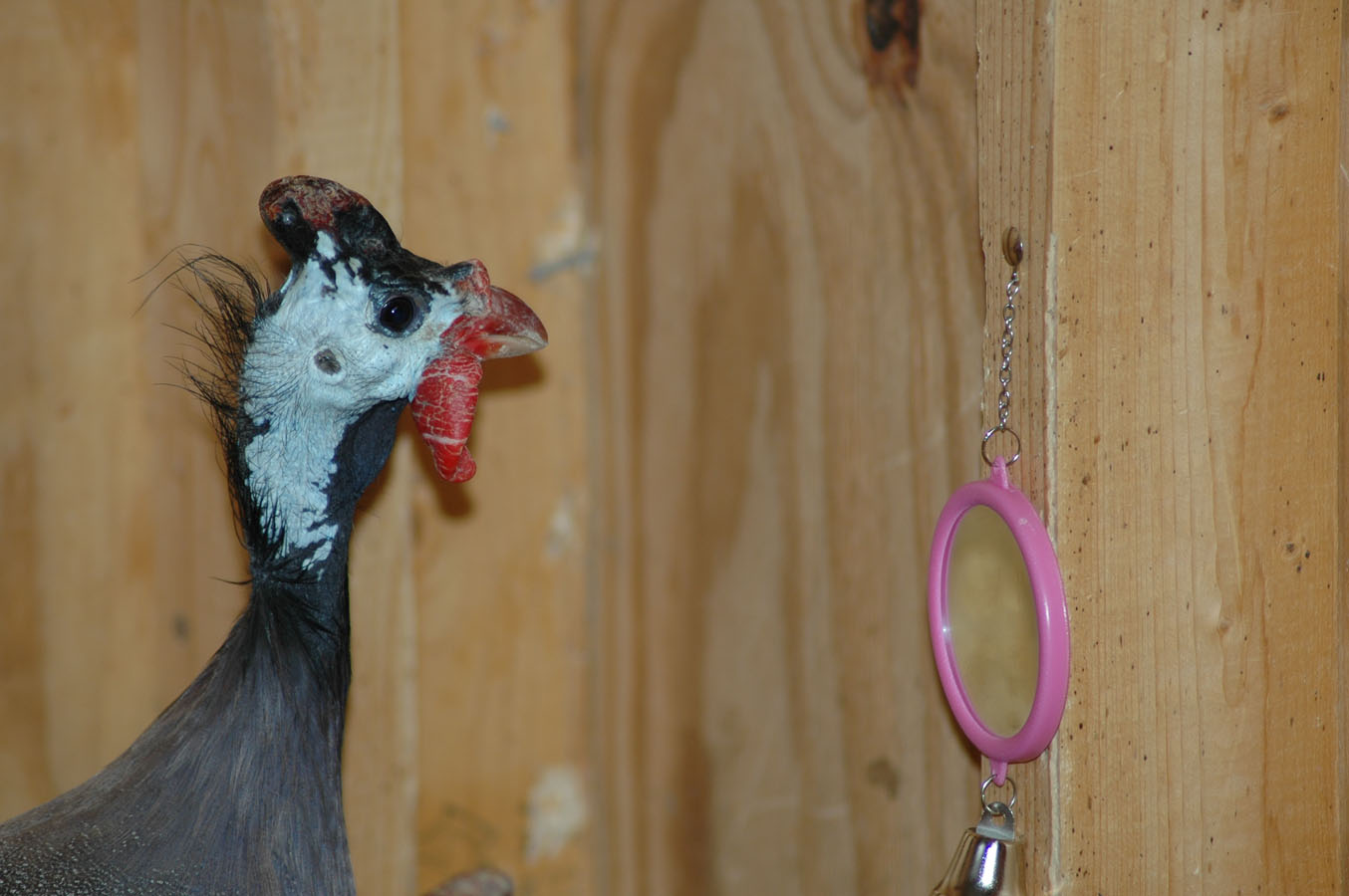 [guineas+mirror+b+82209.jpg]