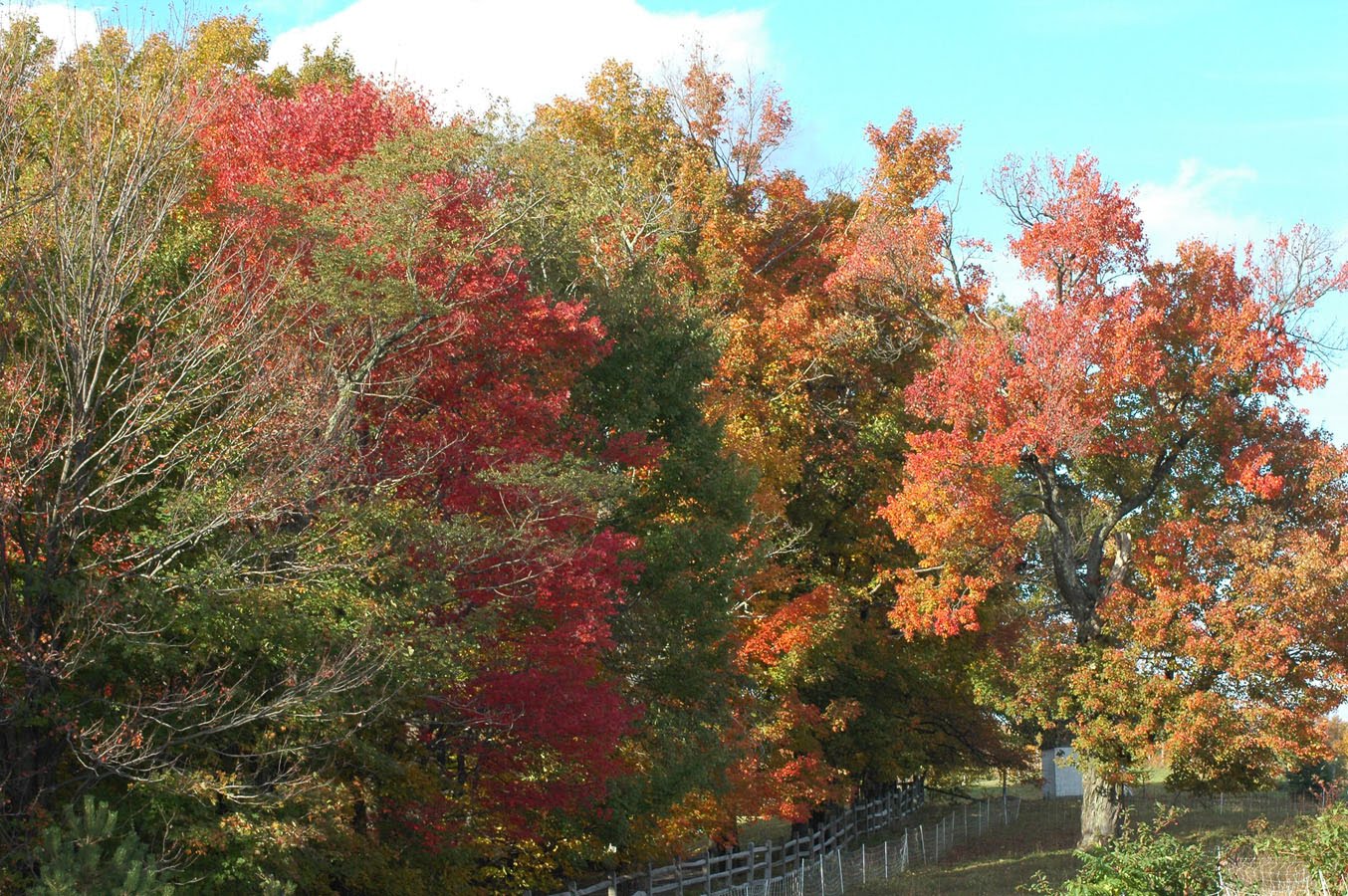 [maples+101109.jpg]