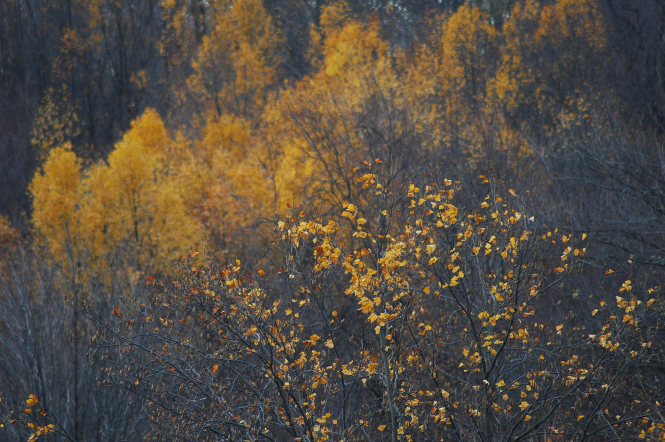 [tulip+poplar+f09.jpg]