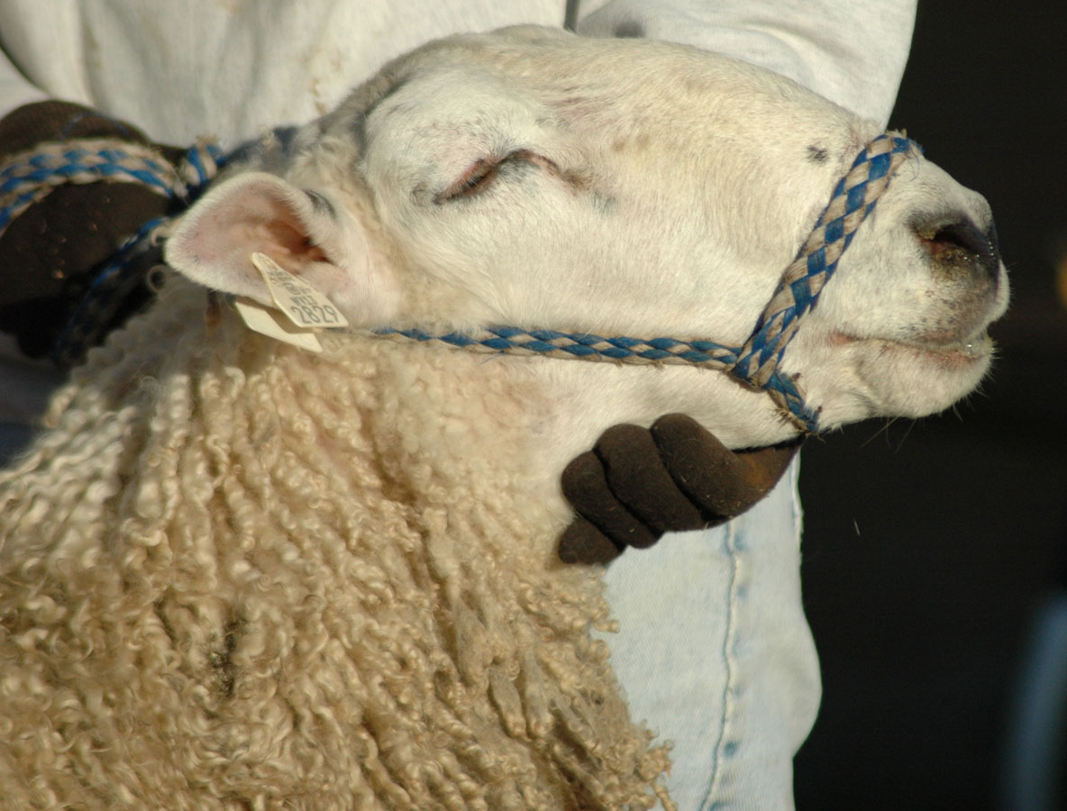 [836+yearling+ram+1009.jpg]