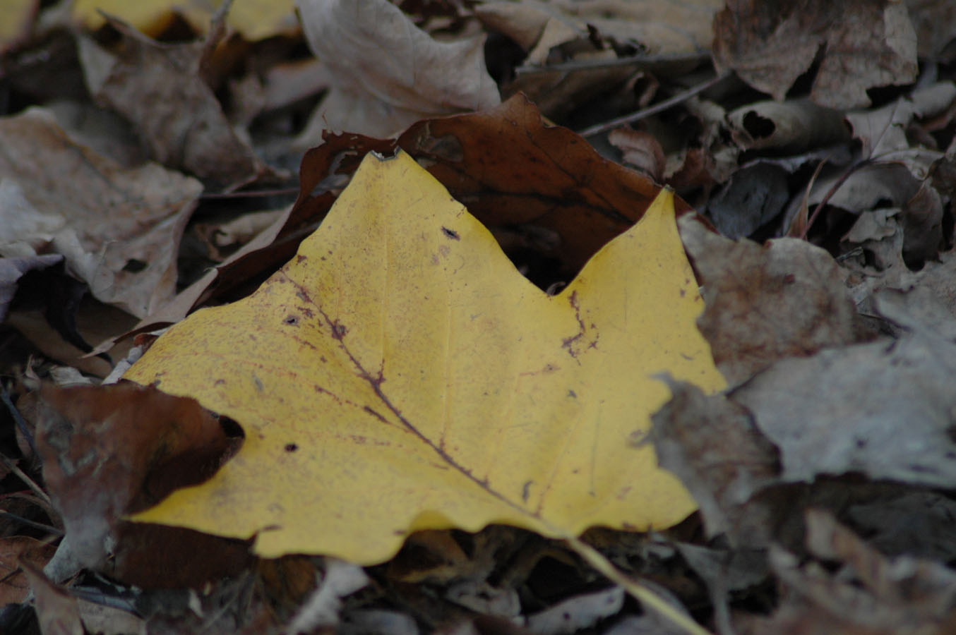 [fall+leaves+poplar+1109.jpg]