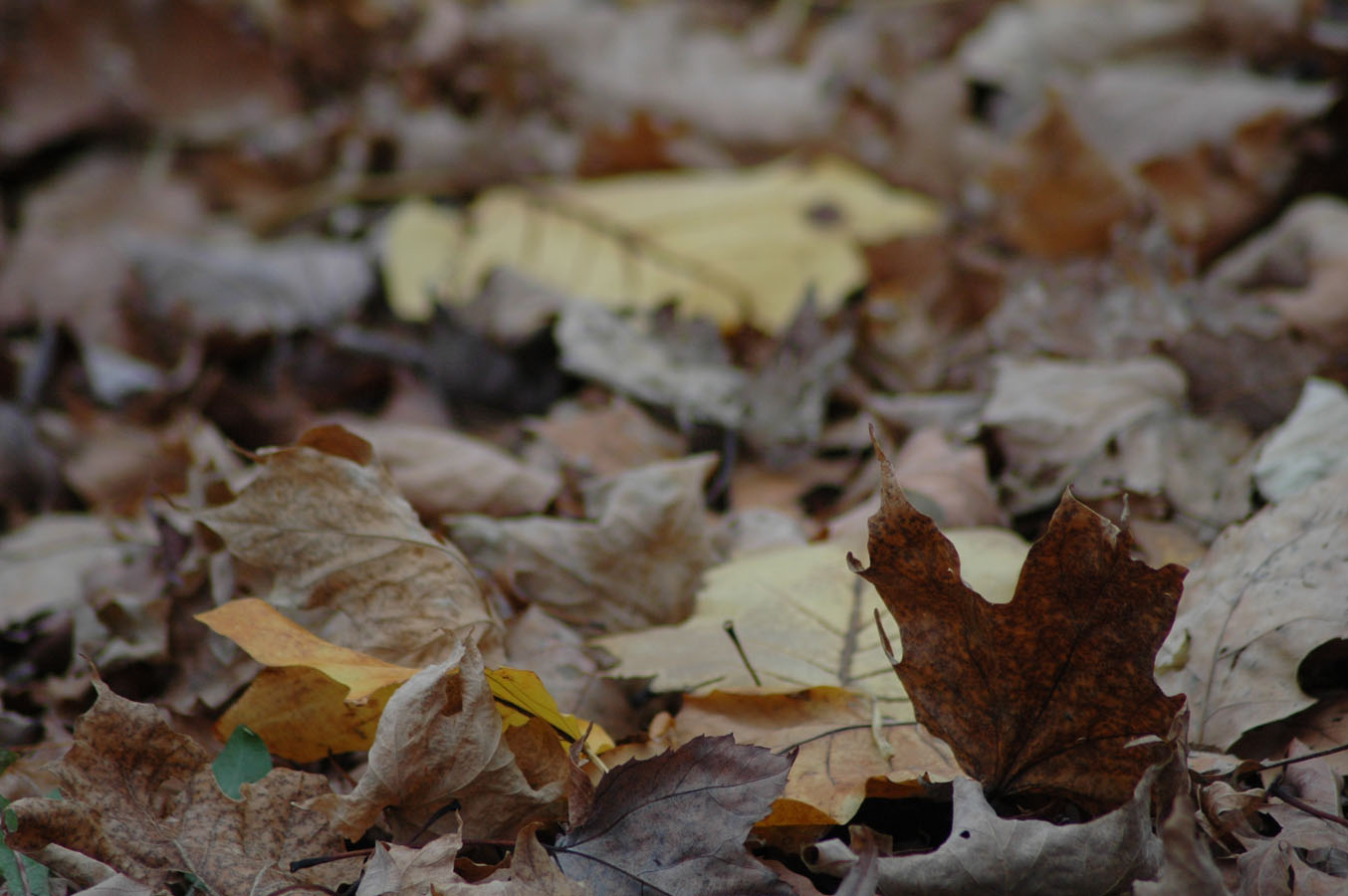 [fall+leaves+1109.jpg]