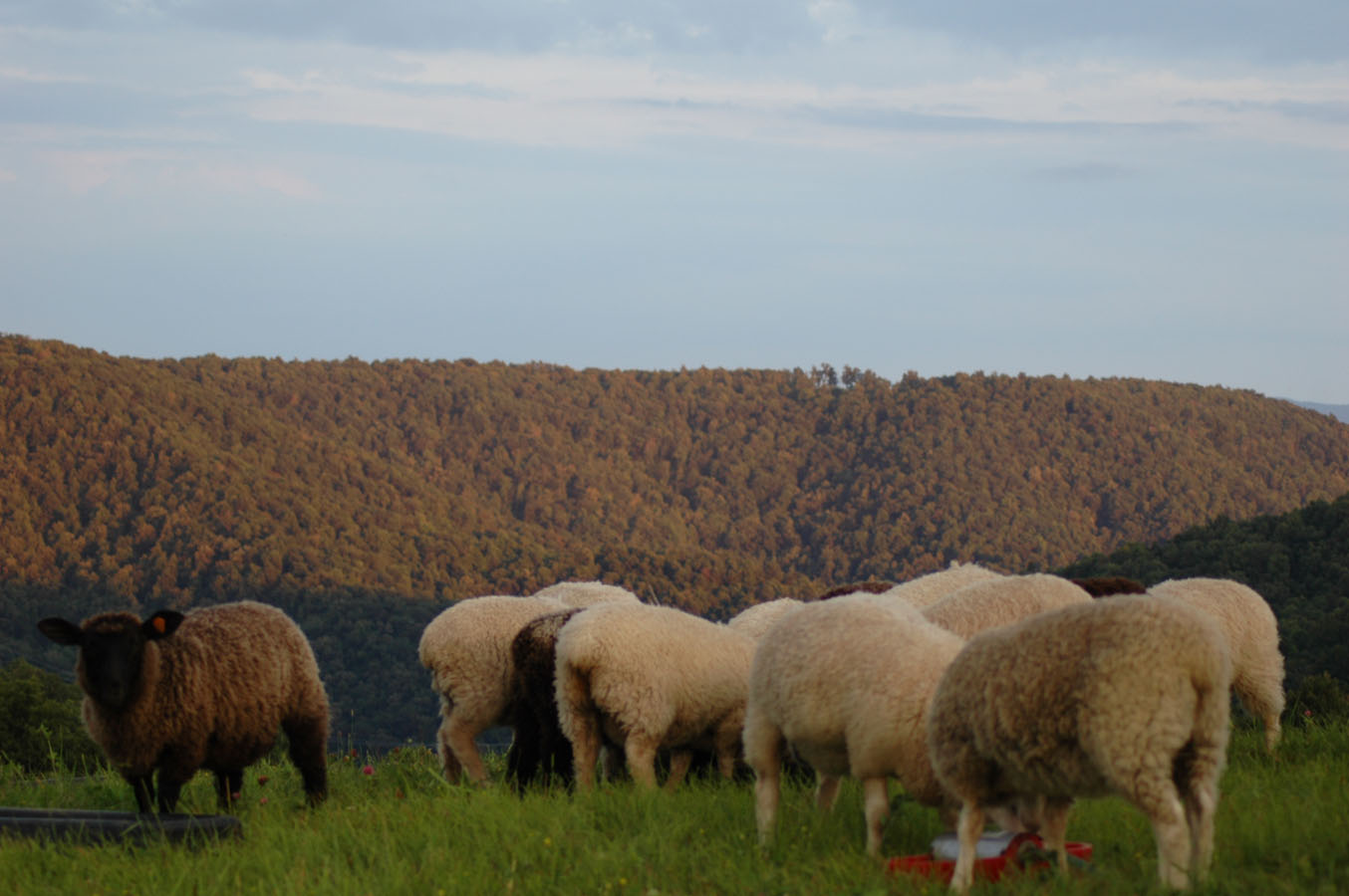 [purple+mountain+lambs+71909.jpg]