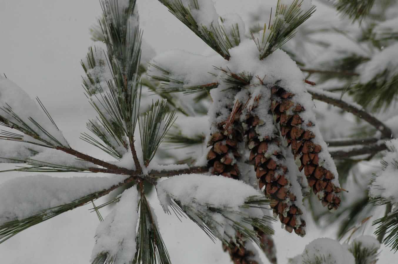 [snow+pine+120509.jpg]