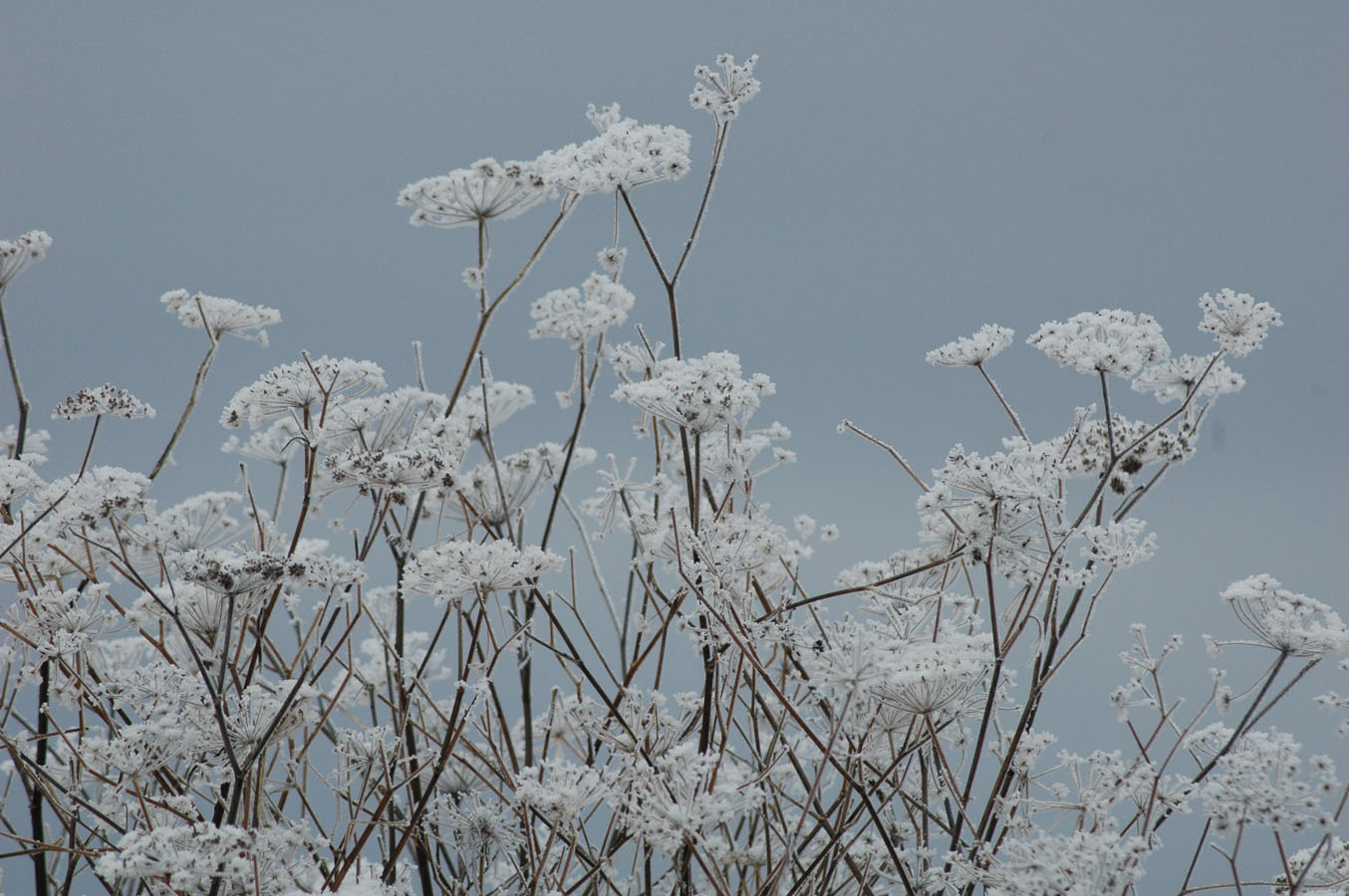 [frosted+flowers+122009.jpg]