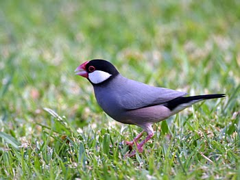 [Java+Sparrow.jpg]