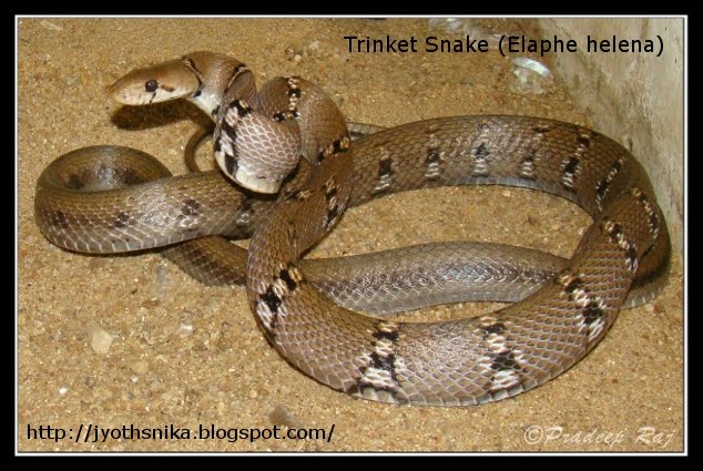 [Trinket+snake123.jpg]