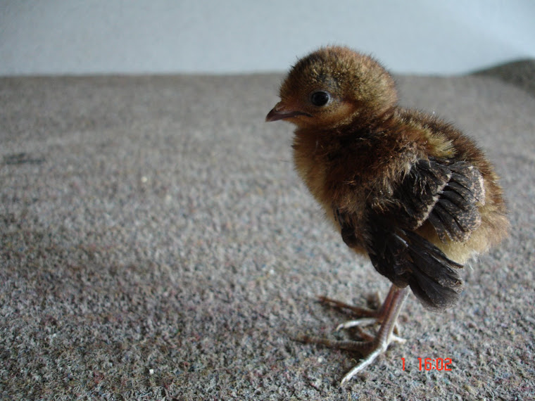 CRIA DE FAISÃO CHINQUIS COM 2 SEMANAS