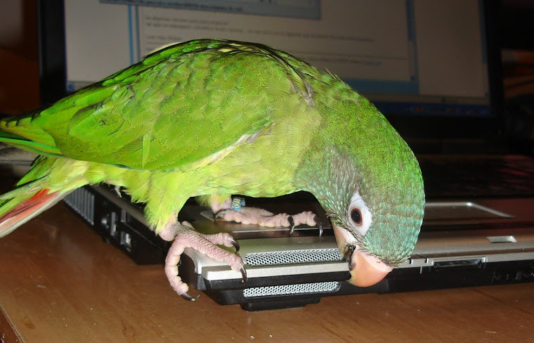 CONURE DE CABEÇA AZUL