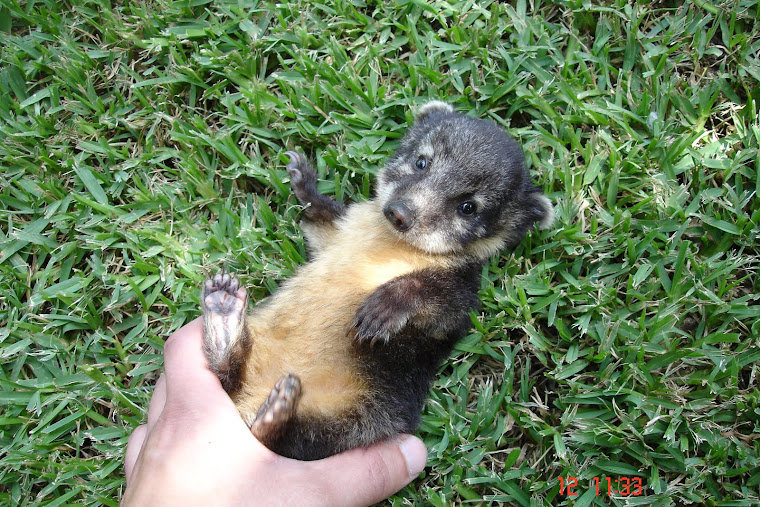 COATI BEBÉ COM 1 MÊS