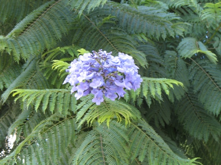 Fleurs,....fruit,.....tout ce qui se mange,...se boit....ou qui vient de la nature.......... - Page 6 Blue+Jacaranda+flower