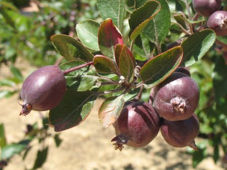 Cherry plum - Prunus